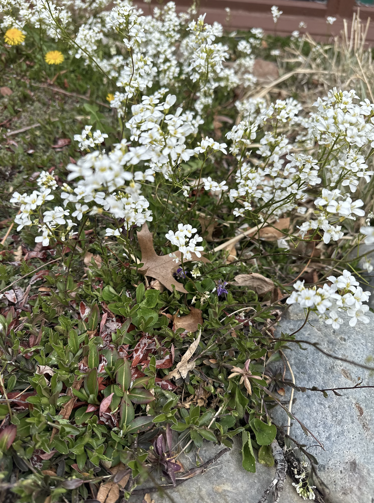 native white yarrow.webp