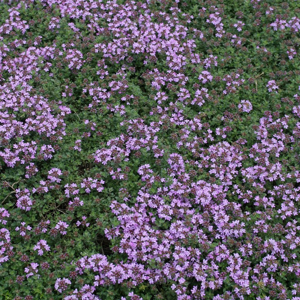 Woolly-Thyme.jpg