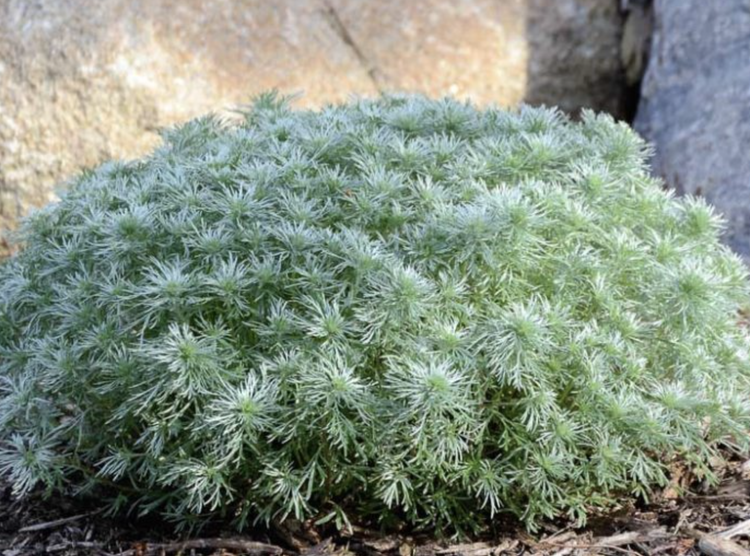 Artemesia, silver mound sage