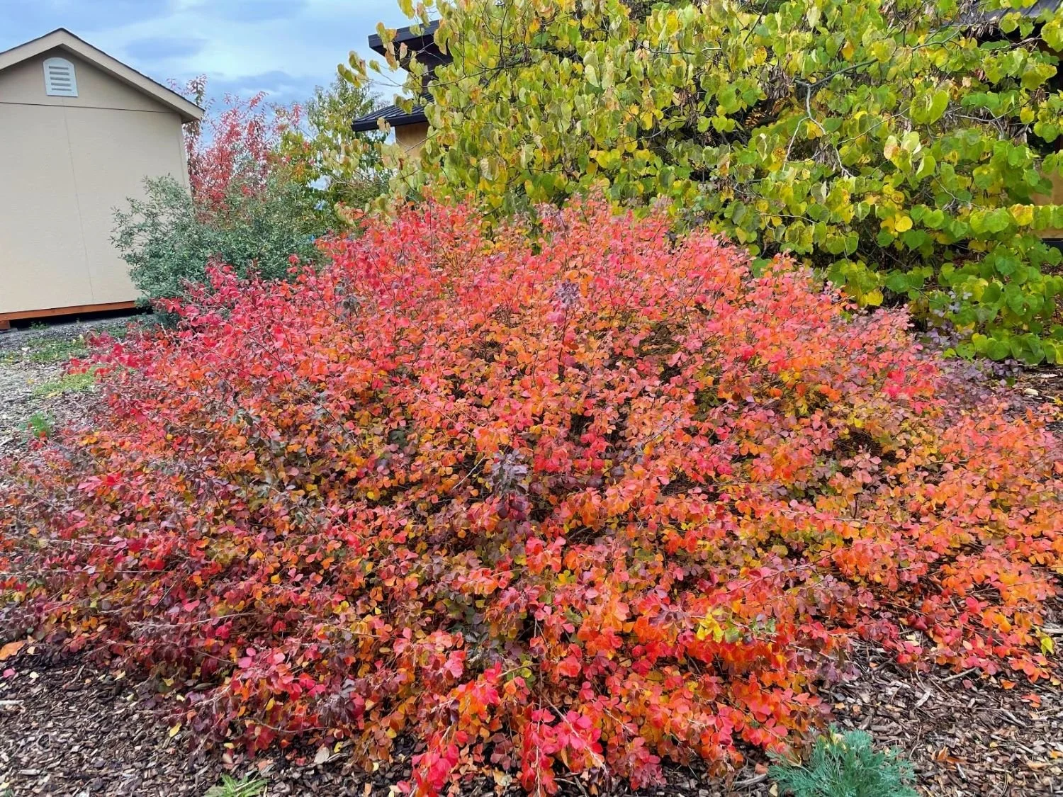 Fragrant Sumac - low gro