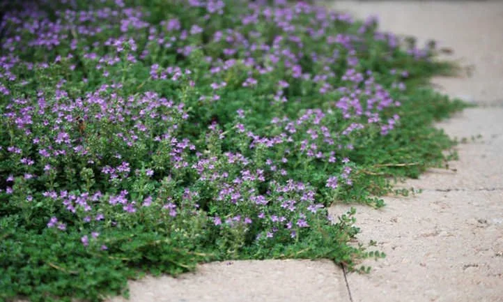 Wolly Thyme - step able