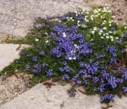 Veronica (creeping) - step able