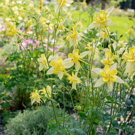 Columbine - yellow