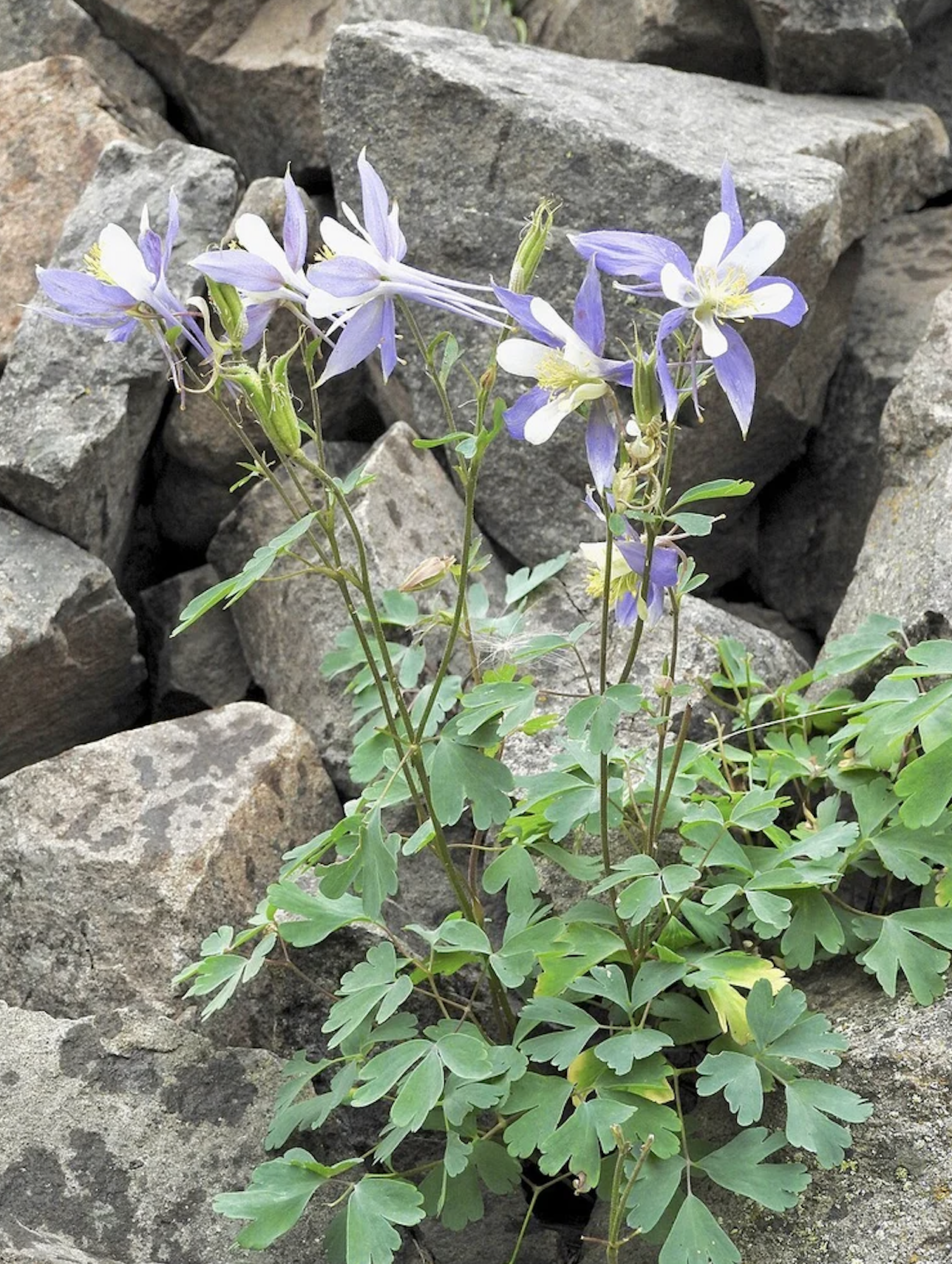 Columbine - blue
