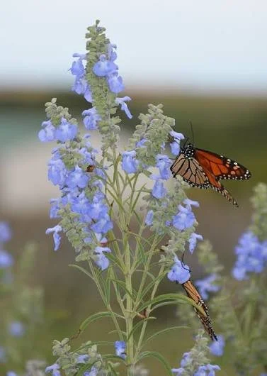 Salvia Azurea - texas blue sage