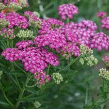 Yarrow - fuchsia