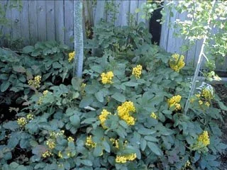 Oregon Grape (Mahonia)