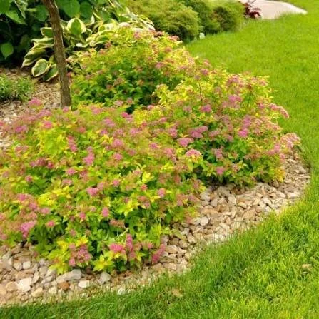 Spirea - Magic Carpet