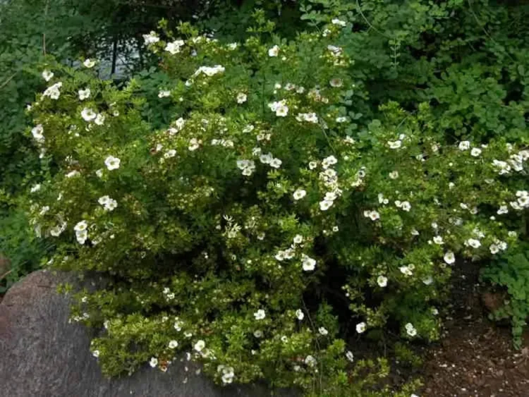 Potentilla, shrubby