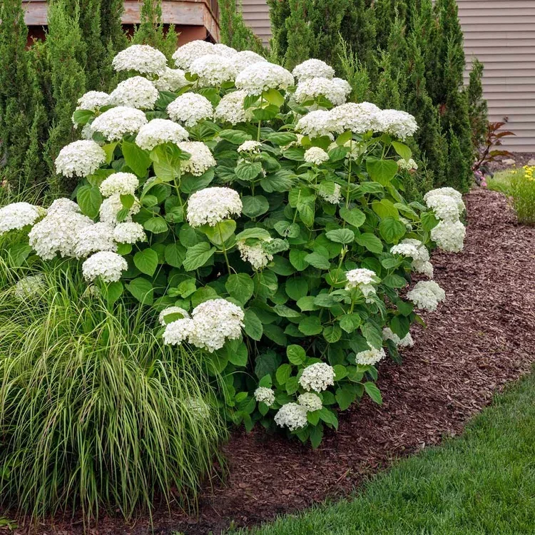 Hydrangea, Annabelle