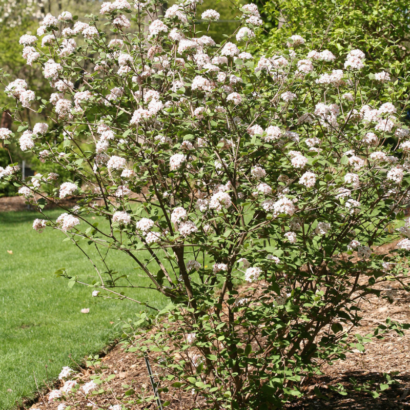 Viburnum, Korean Spice
