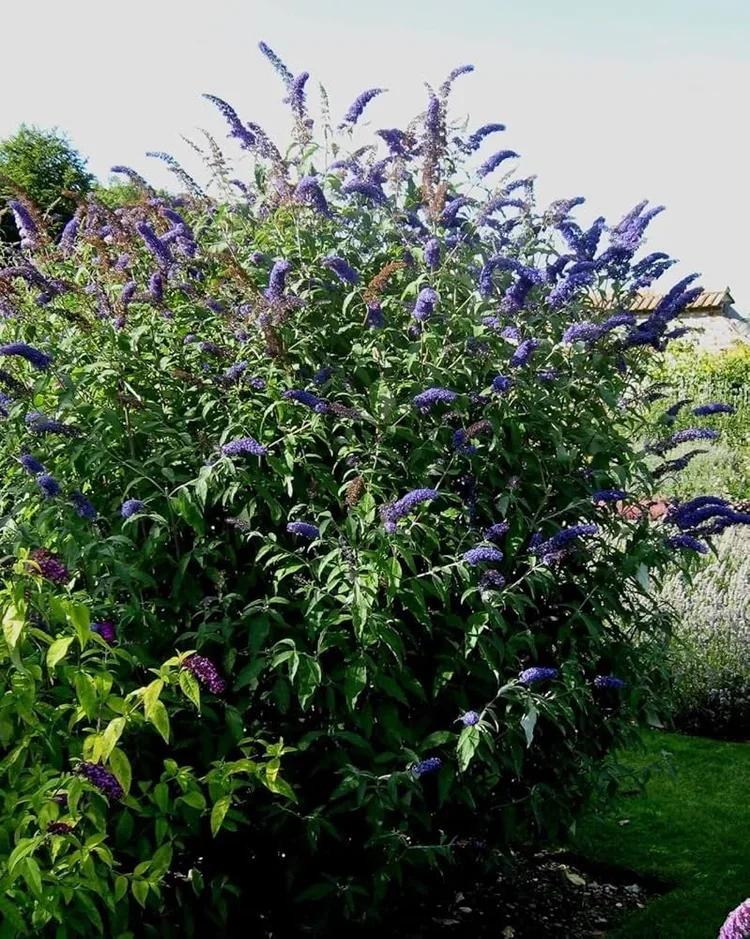 Butterfly Bush - blue