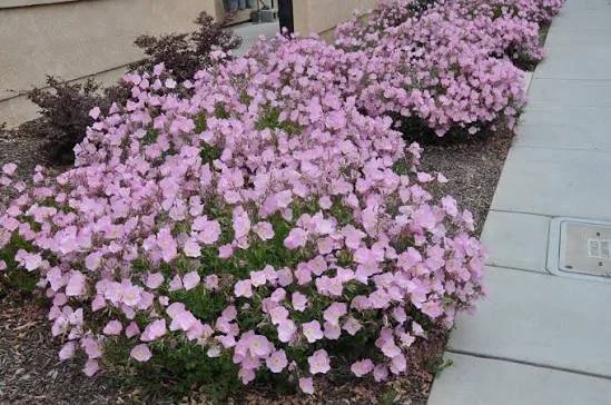 Evening Primrose - pink
