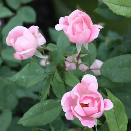 Shrub Roses - blushing knockout