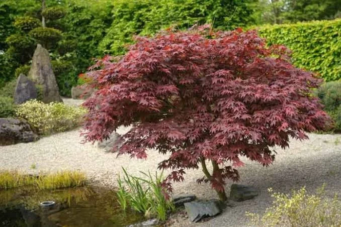 Japanese Maple, Bloodgood