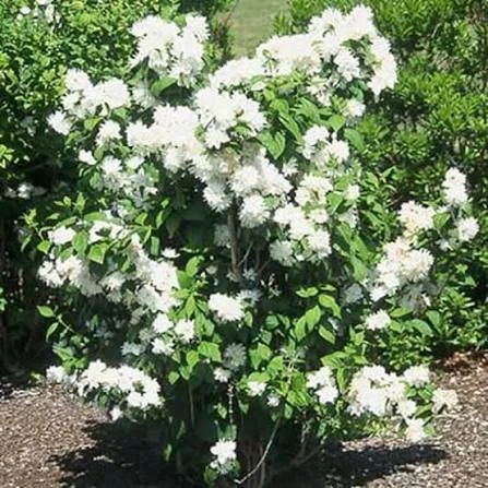 Mock Orange - dwarf