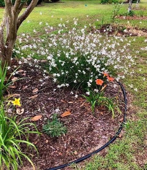 Gaura - whirling butterflies