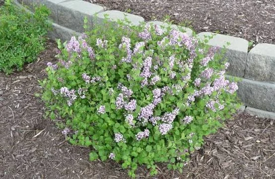 Korean Lilac - dwarf