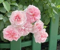 Climbing Rose (pale pink) - "Cécile Brünner' or 'New Dawn"
