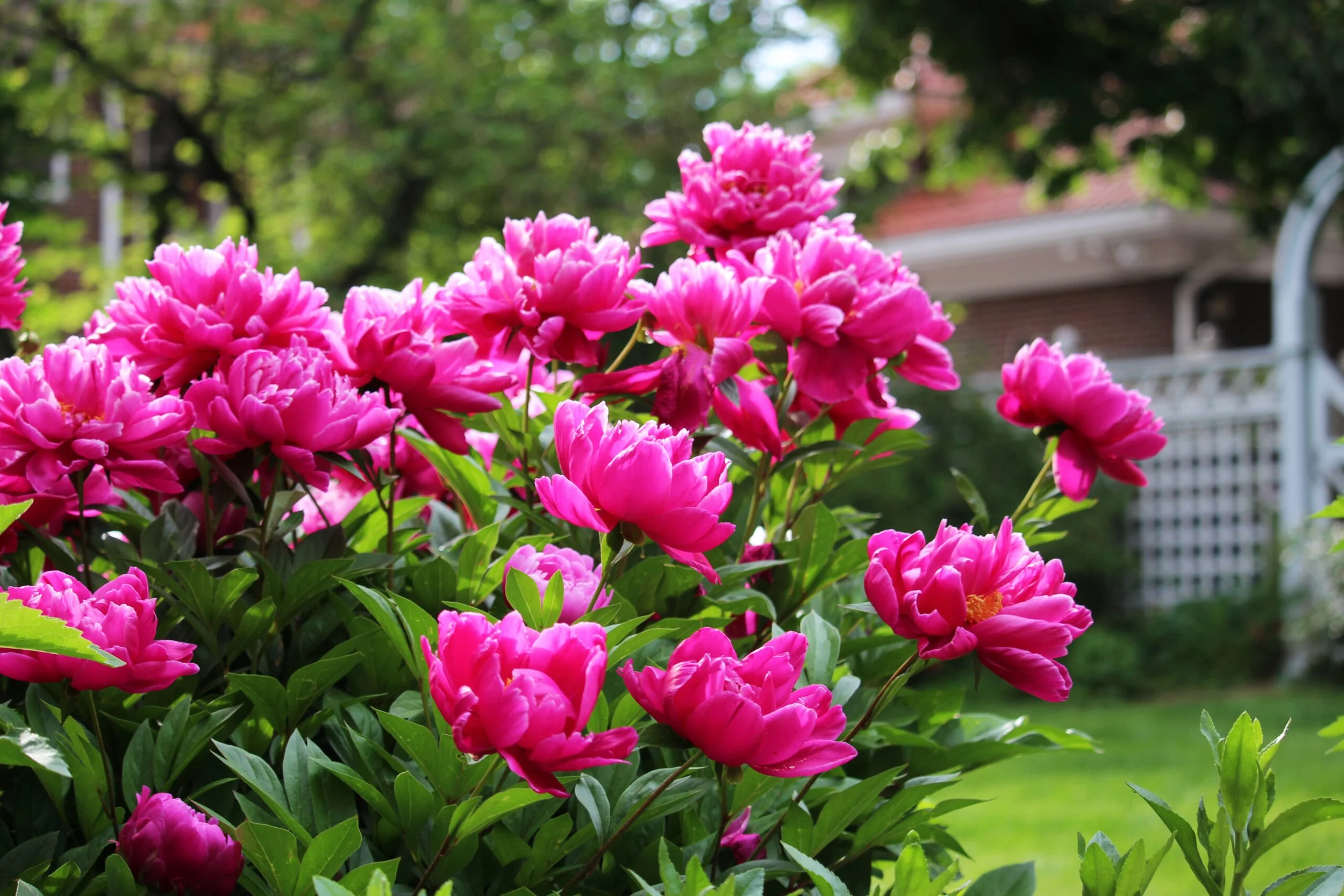 Peony - hot pink