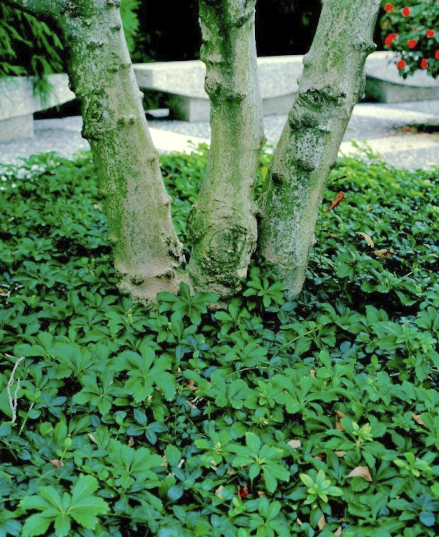 Japanese Pachysandra groundcover