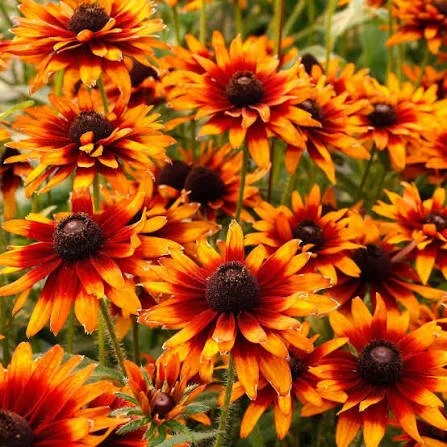 Rudbeckia - Autumn colors