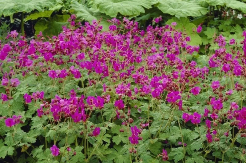 Geranium, Big Root