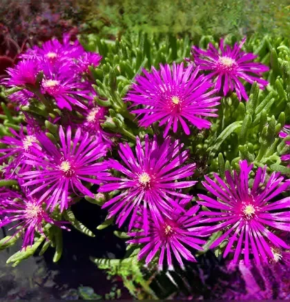 Ice Plant - purple