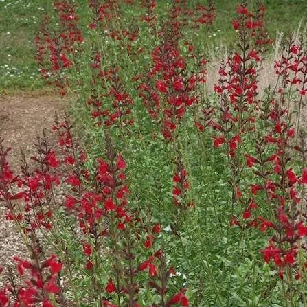 Savia - Windwalker (Red)