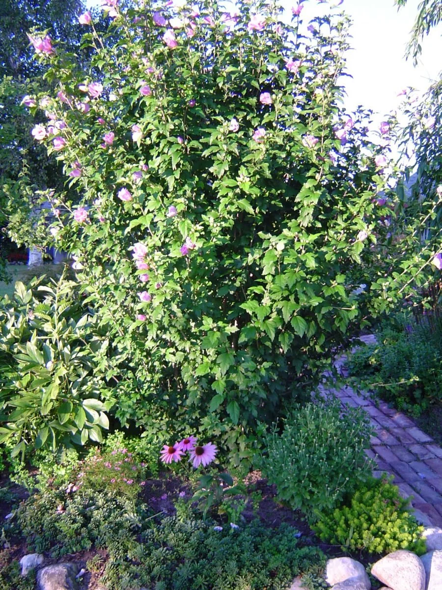 rose of sharon.jpg