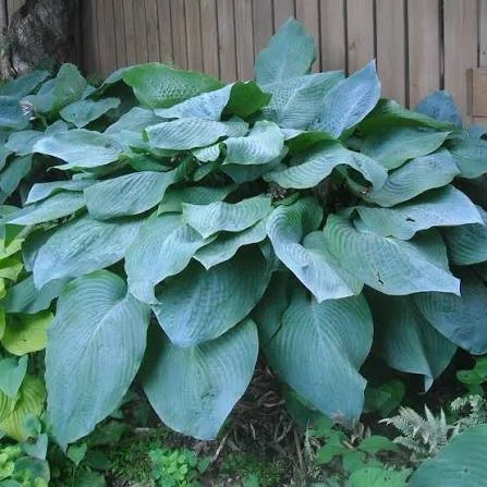 hosta.jpg