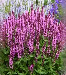 pink salvia.webp