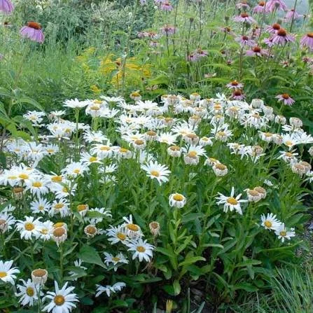 Shasta Daisy - dwarf