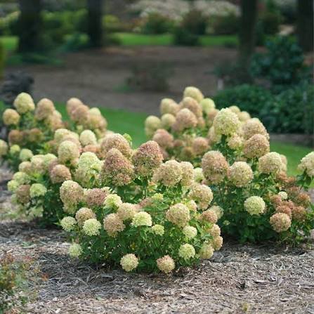 Hydrangea - Little Lime 