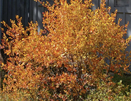 Three Leaf Sumac - fall