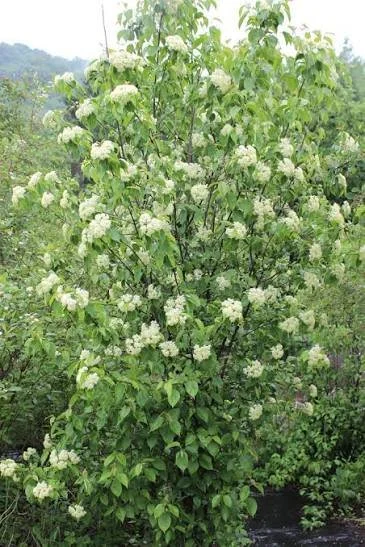 Nannyberry Viburrnum - spring