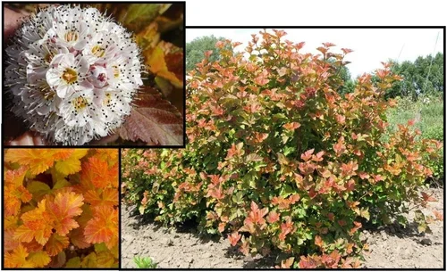 Ninebark 'Autumn Jubilee'