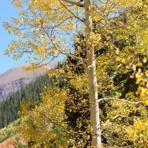 Quaking Aspen