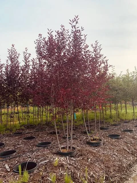 Western Canada Chokecherry - summer / fall (multi-stem)
