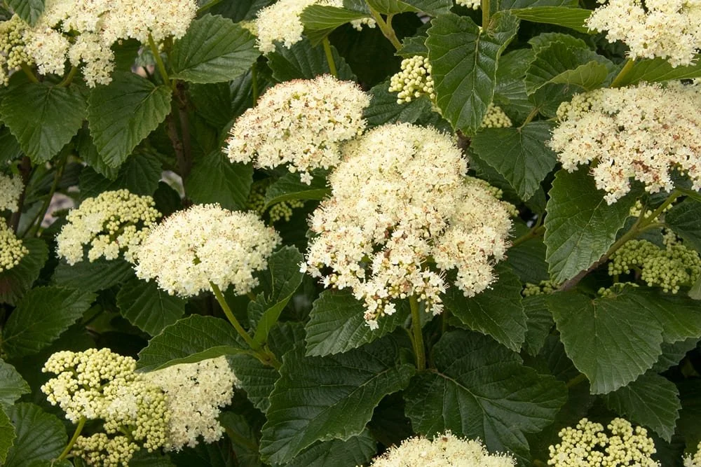 Arrow Wood Viburnum - spring 