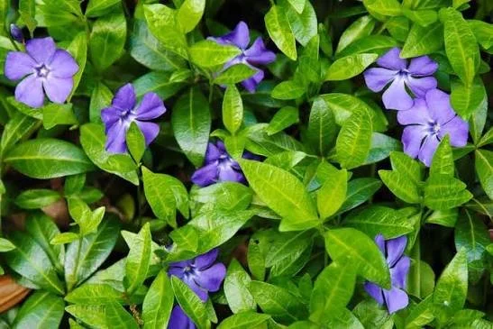 Vinca Minor - groundcover