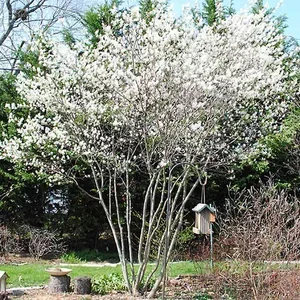 Serviceberry - spring (multi-stem)