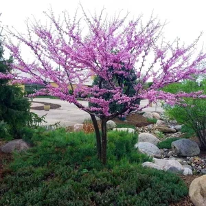 Red Bud - 'Eastern' or 'Heart's Design'