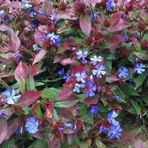 Plumbago - groundcover