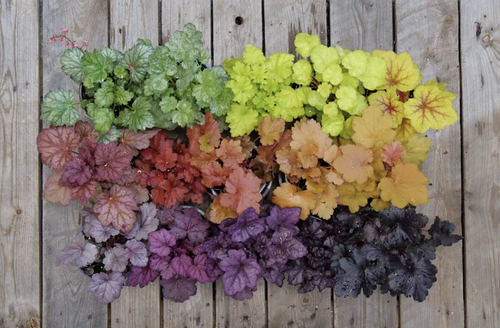 Heuchera - eg. Lime, Wine, Orange