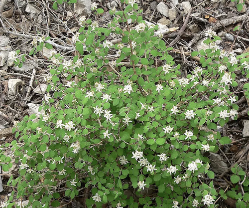 Waxflower shrub - spring