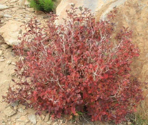 Waxflower shrub - fall