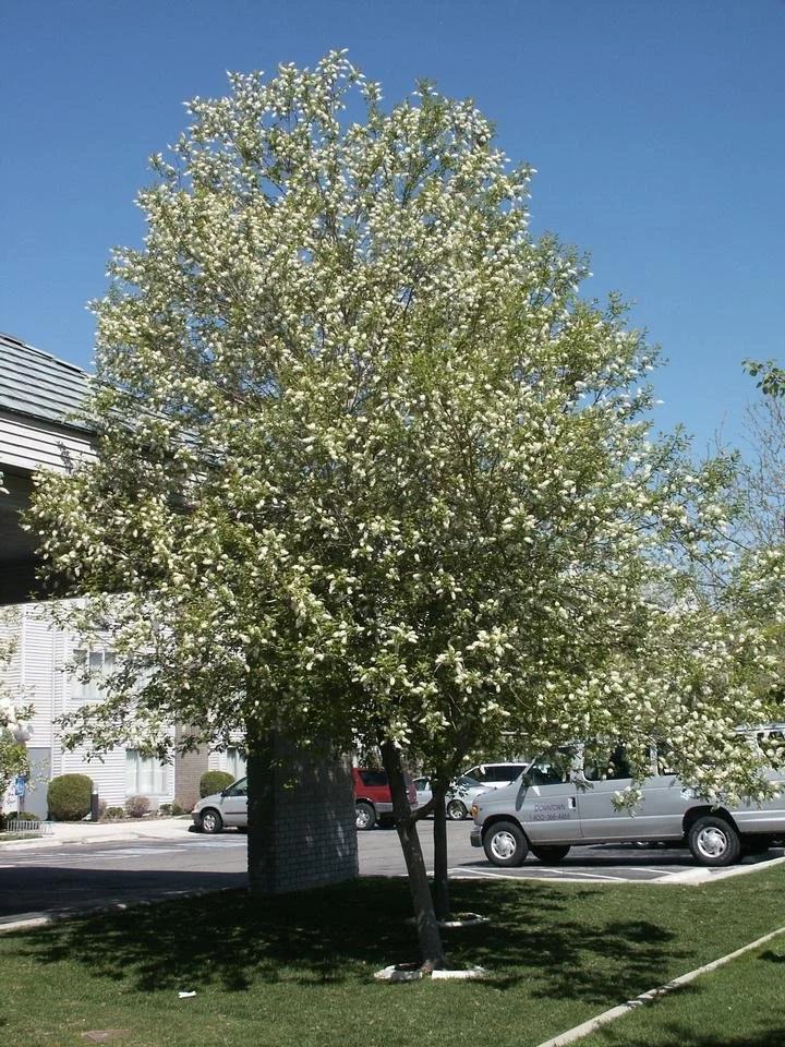 Western Chokecherry - spring