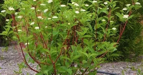 Dogwood 'Red Twig'