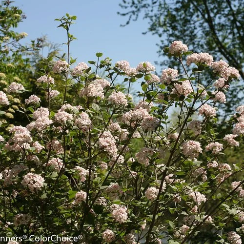 Korean Spice Viburnum